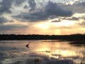 blue heron sunset